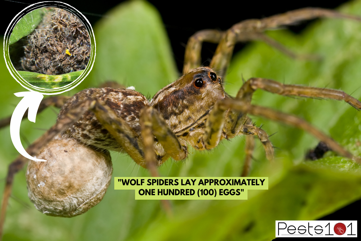 Macro shot of a wolf spider carrying an egg sac, Macro shot of a wolf spider carrying an egg sac
