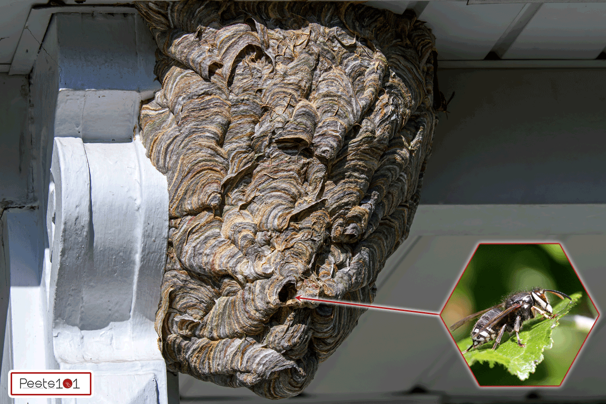 Bald-faced hornets paper nest, How Many Bald Faced Hornets In A Nest?