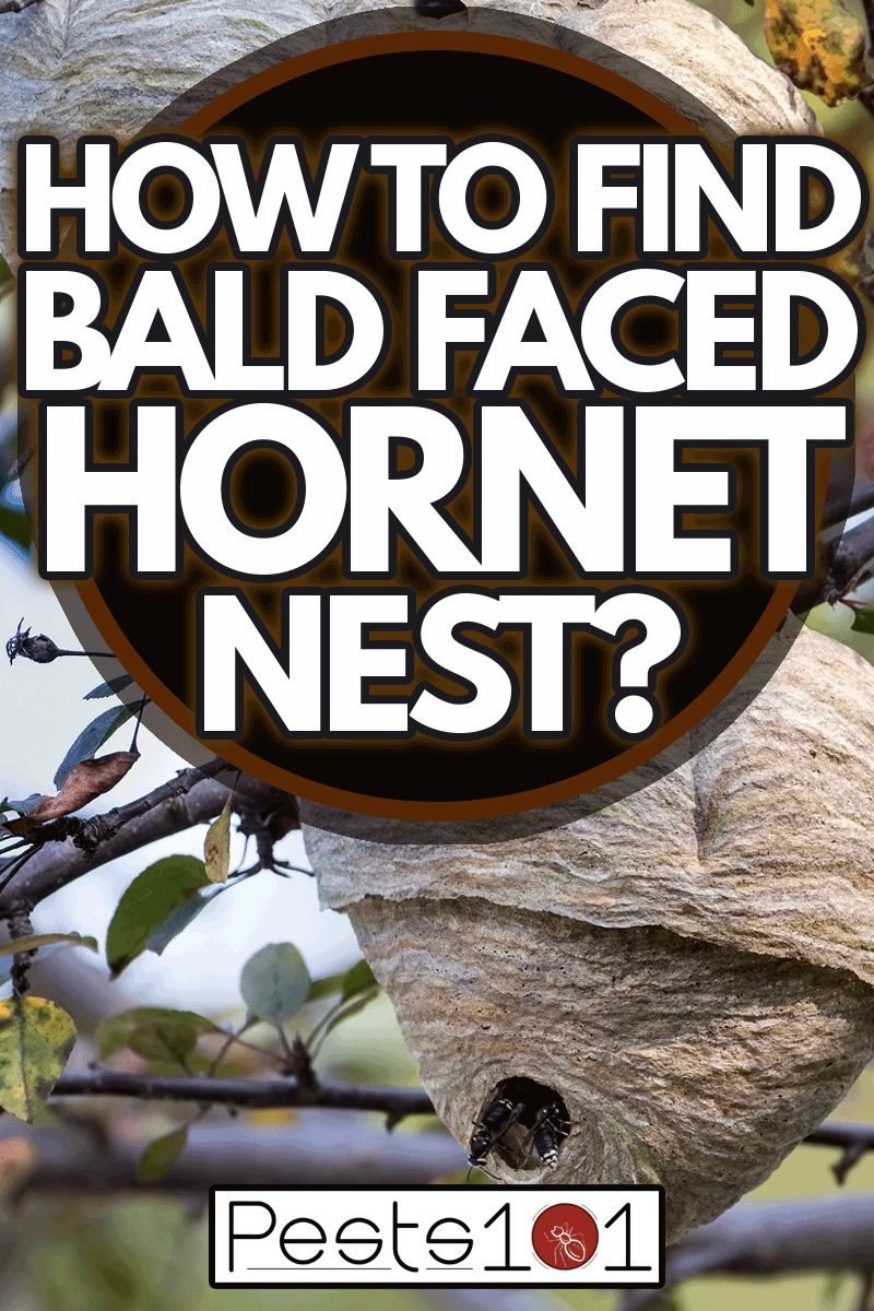 A Bald-faced Hornet nest attached to a tree, How To Find Bald Faced Hornet Nest?