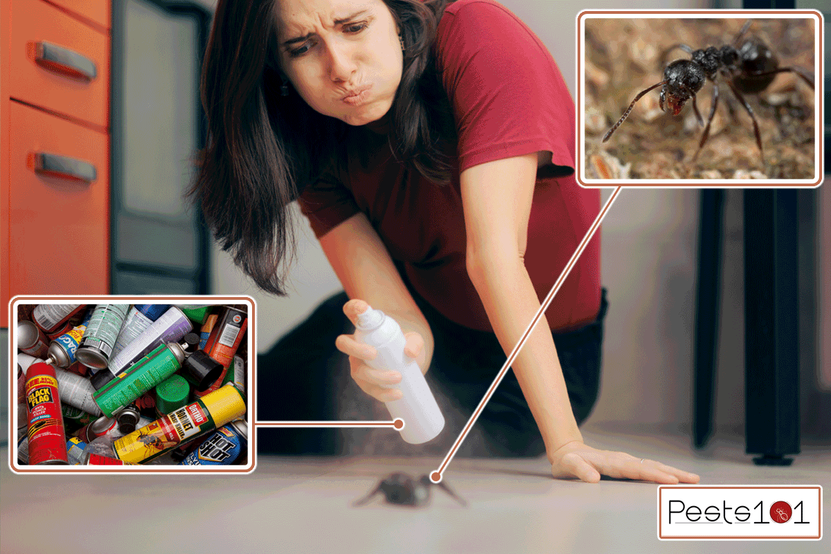 Woman spraying with insecticide over an ant on the kitchen floor, How To Get Rid Of Black Ants In The Kitchen