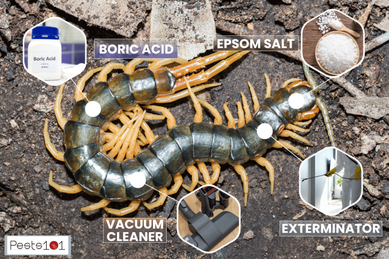 Australian Centipede species, How To Get Rid Of Centipedes In My Basement