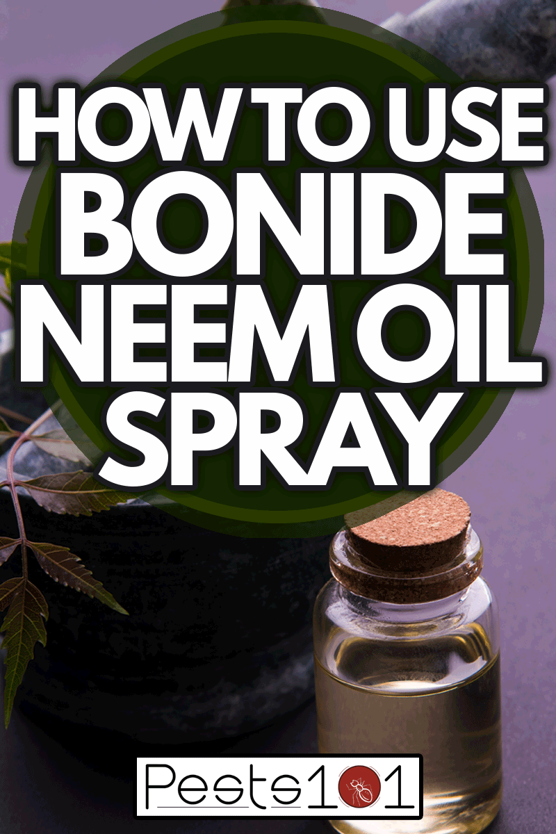 Ayurvedic anti bacterial Herbs Neem with Oil in bottle with mortar, isolated over plain background, How To Use Bonide Neem Oil Spray