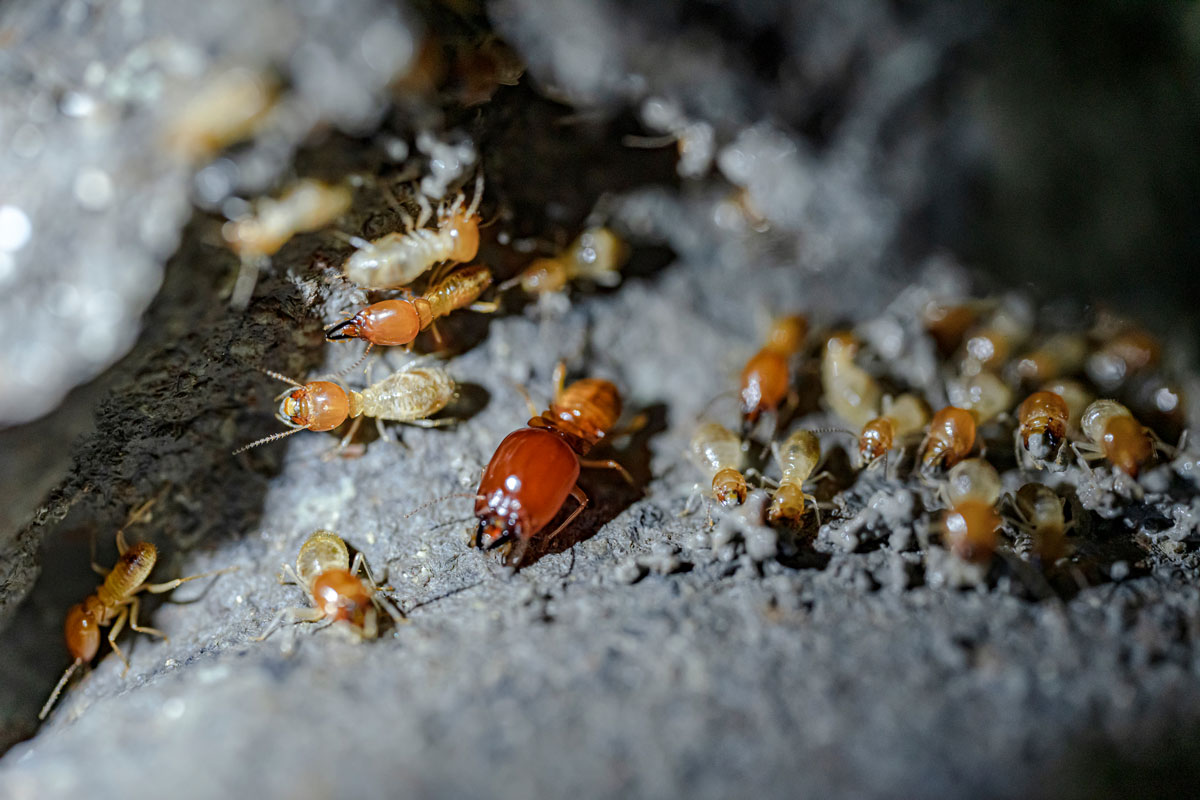Huge Subterranean termites photographed inside their nest