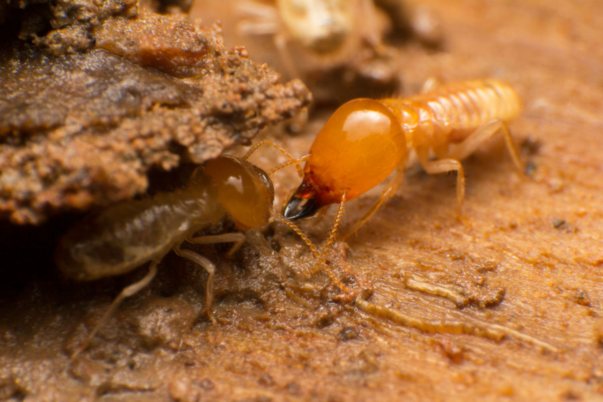 Huge subterranean termites photographed up close