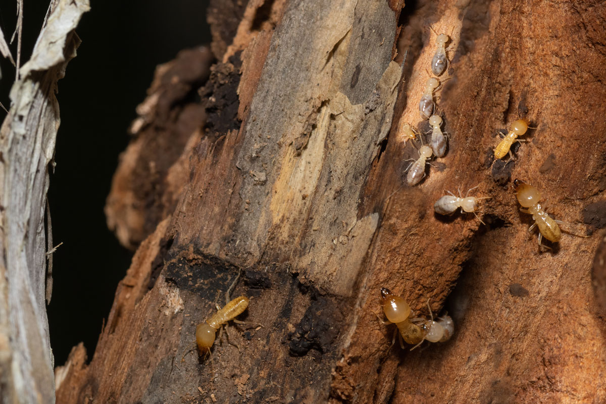 Huge subterranean termites eating away wood