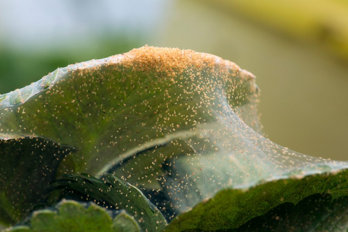 Hundreds of spider mite on a strawberry plant
