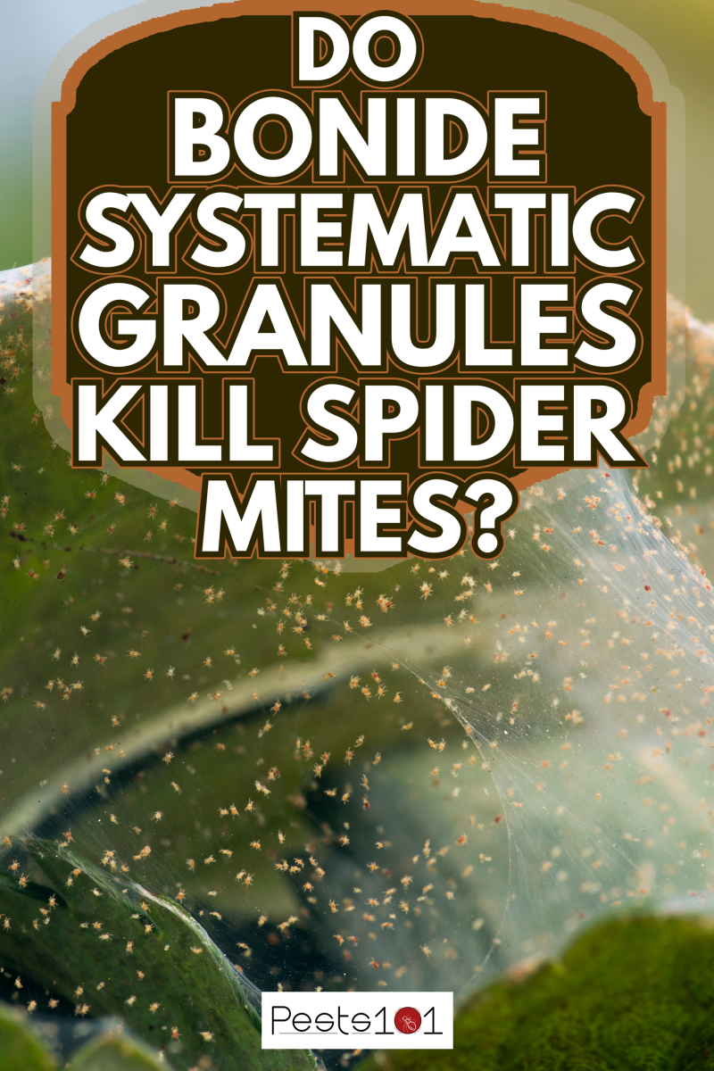 Hundreds of spider mite on a strawberry plant - Do Bonide Systemic Granules Kill Spider Mites