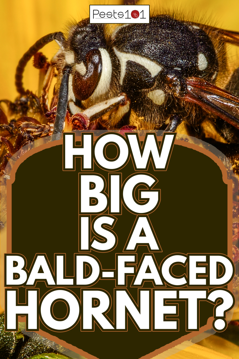Image of a Bald-face Hornet on a sunflower - How Big Is A Bald-Faced Hornet