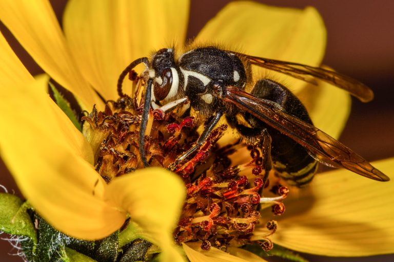 Image of a Bald-face Hornet on a sunflower.