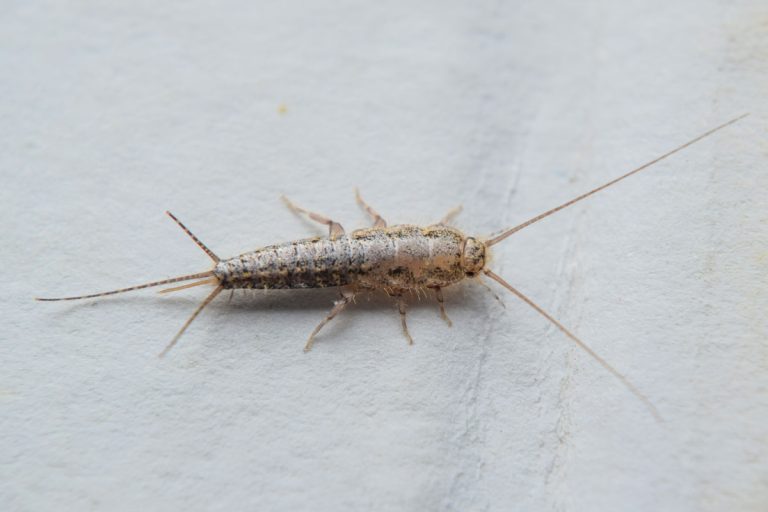 Insect feeding on paper - silverfish. Pest books and newspapers, How Big Can Silverfish Get?