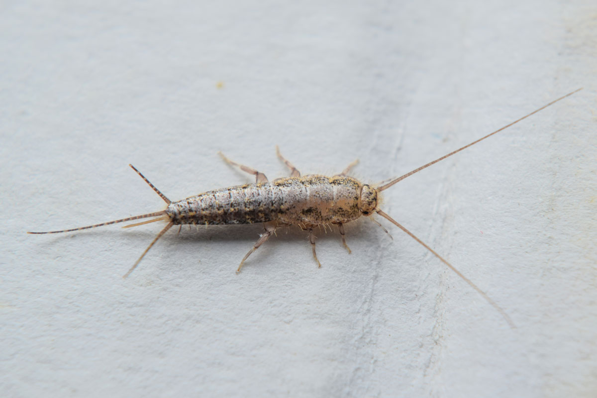 Insect feeding on paper - silverfish. Pest books and newspapers