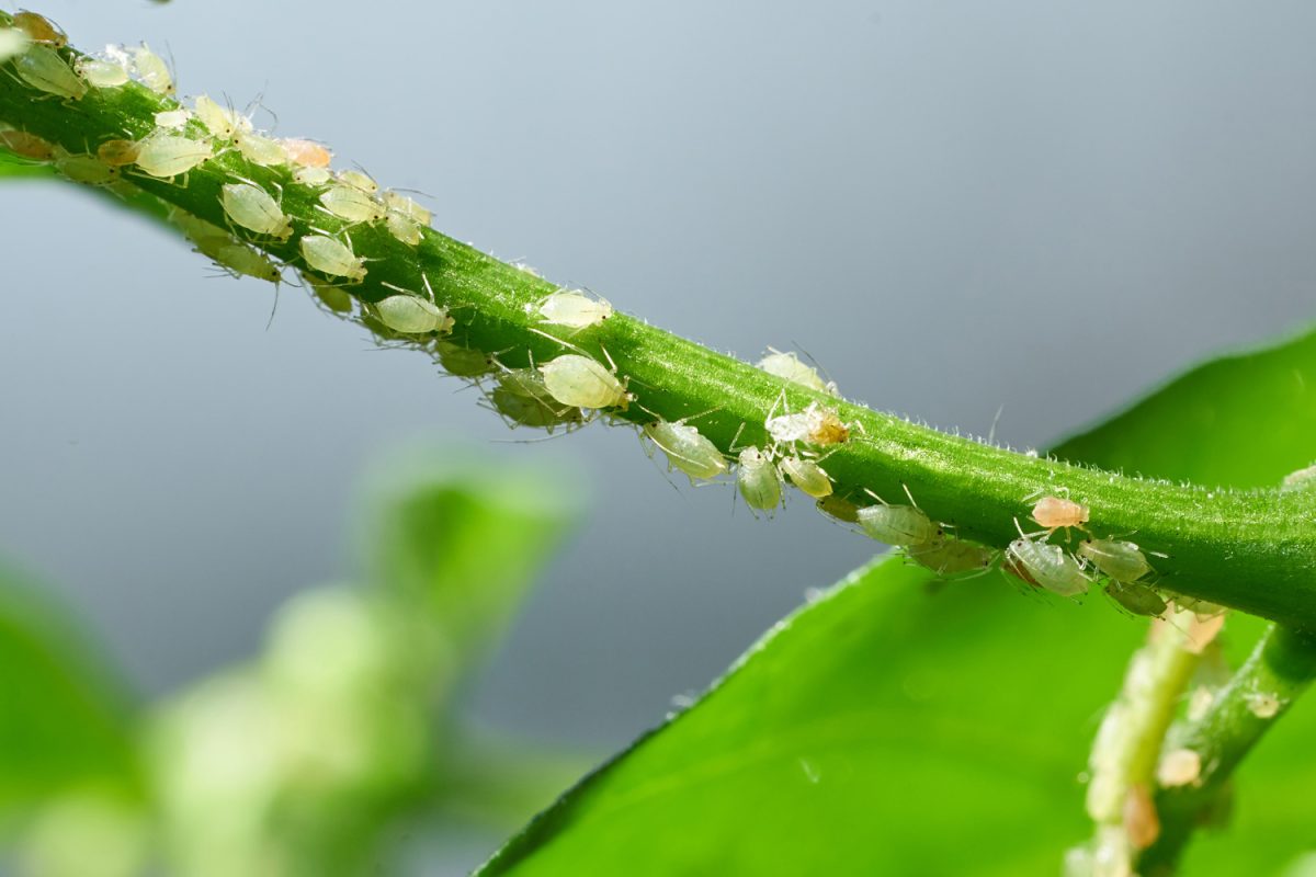 Insect pests, aphid, on the shoots and fruits of plants, Spider mite on flowers. Pepper attacked by malicious insects
