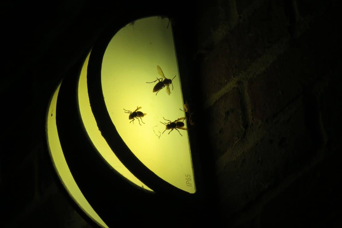 Insects attracted to a light at night
