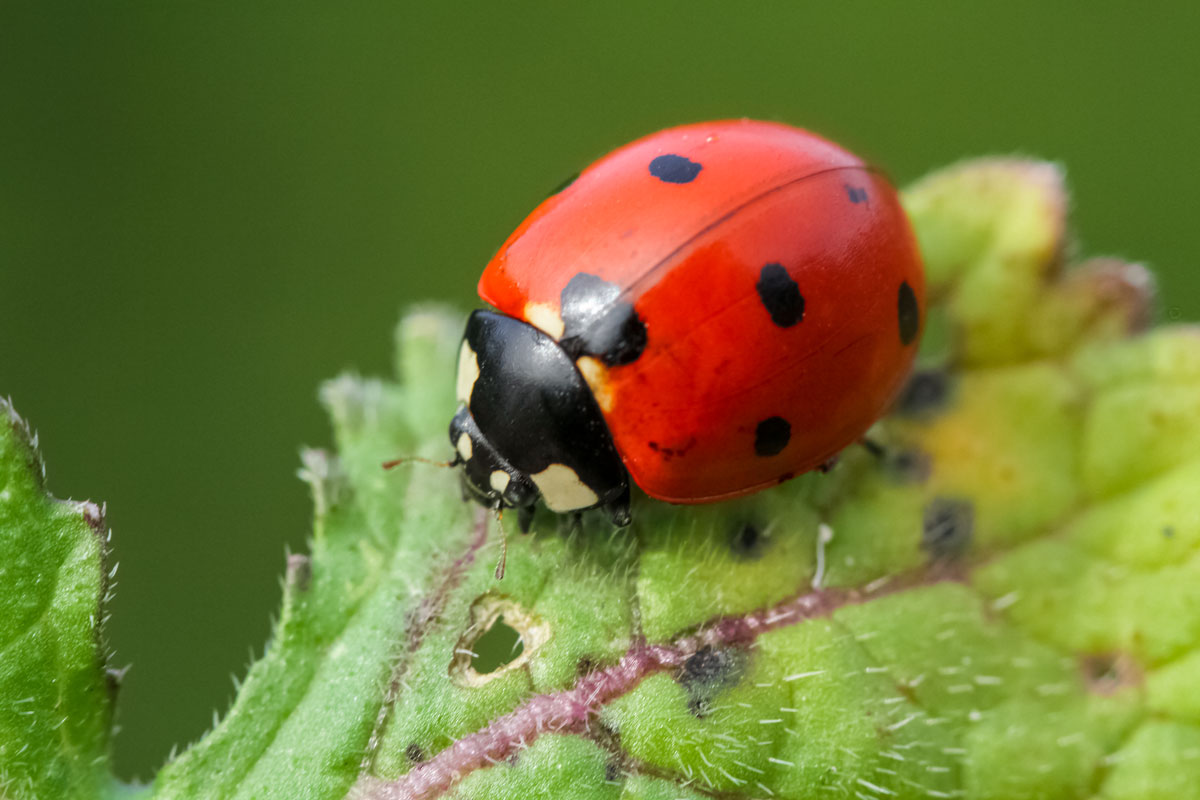 Ladybug on grass macro