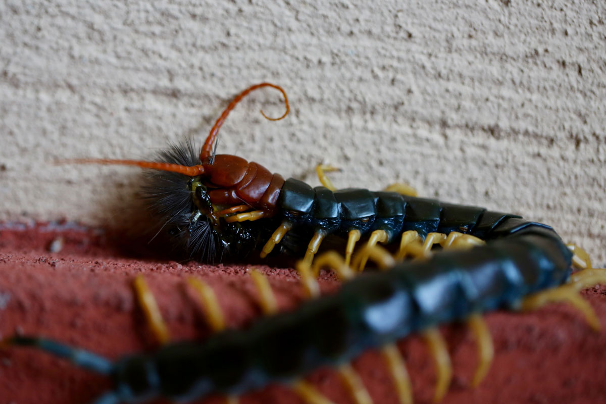 Large Texas Red Headed Centipede