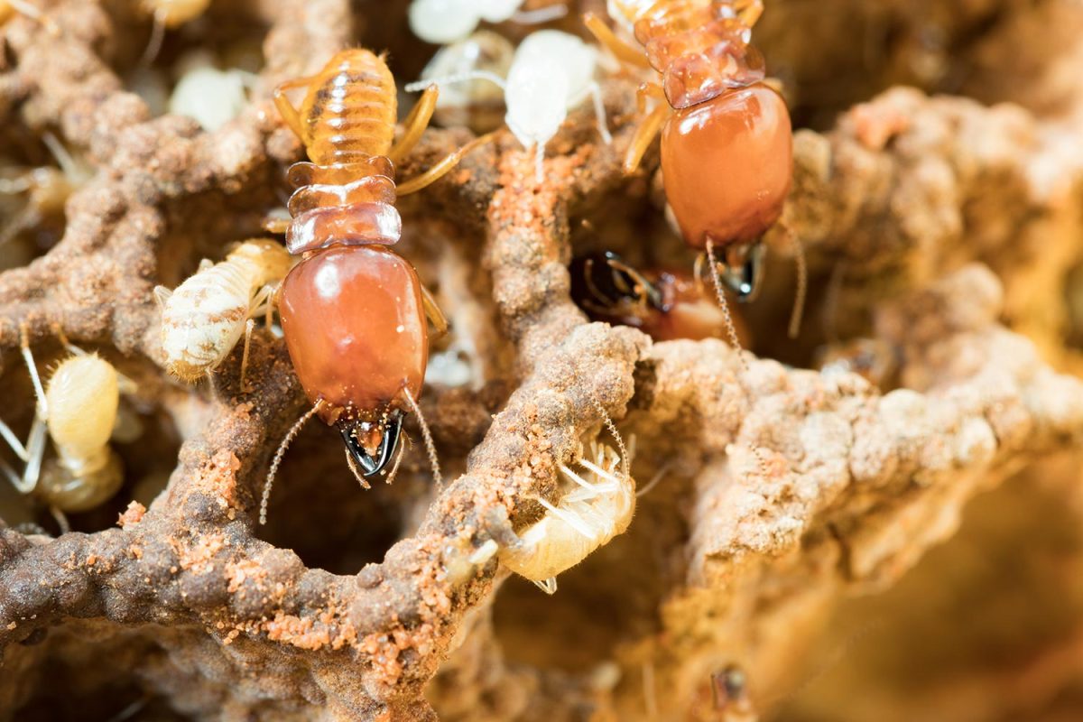 Macro close up termites in anthill
