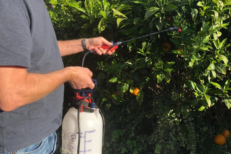 A man spraying an orange tree in his garden using Neem Oil which is an organic pesticide, Can Neem Oil Be Used Indoors?