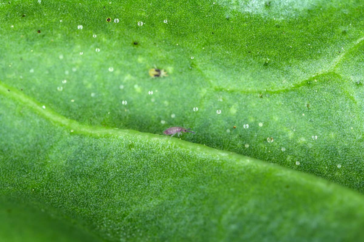 Microscopic photo of a Springtail lying on a leaf