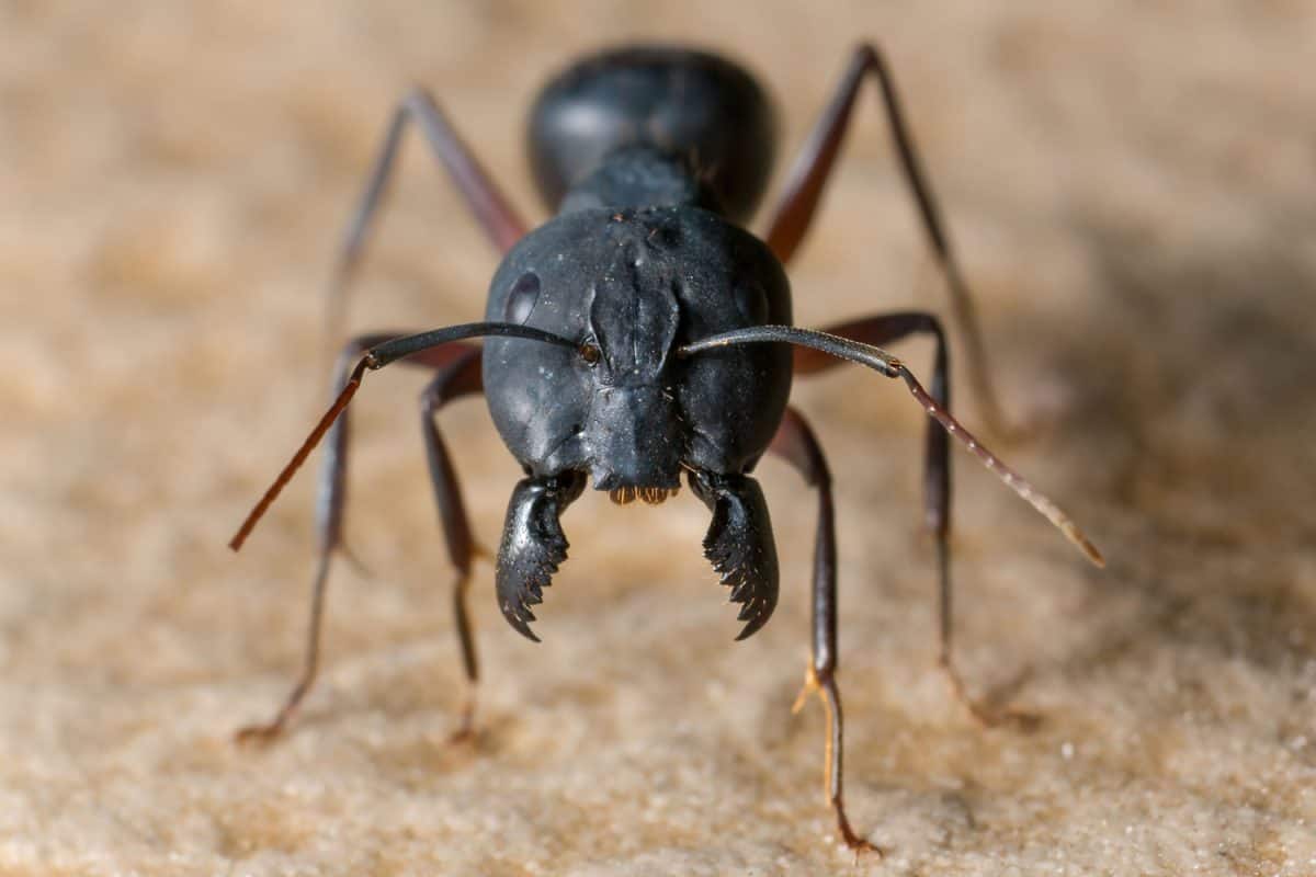 Microscopic photo of a black ant