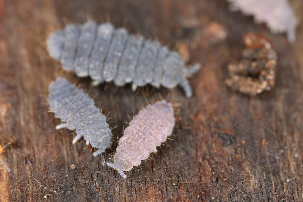 Neanura springtails on wood, extreme close-up