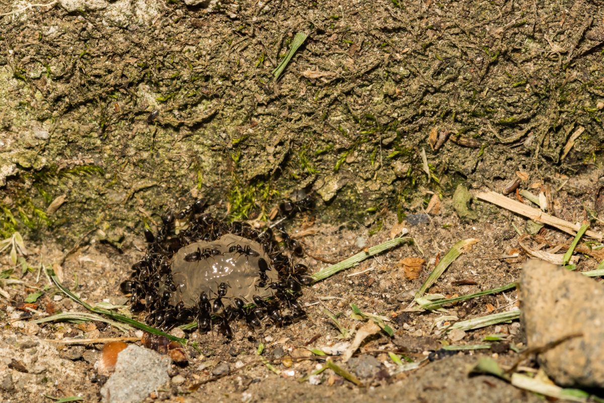 Odorous House Ants feeding on ant gel bait.
