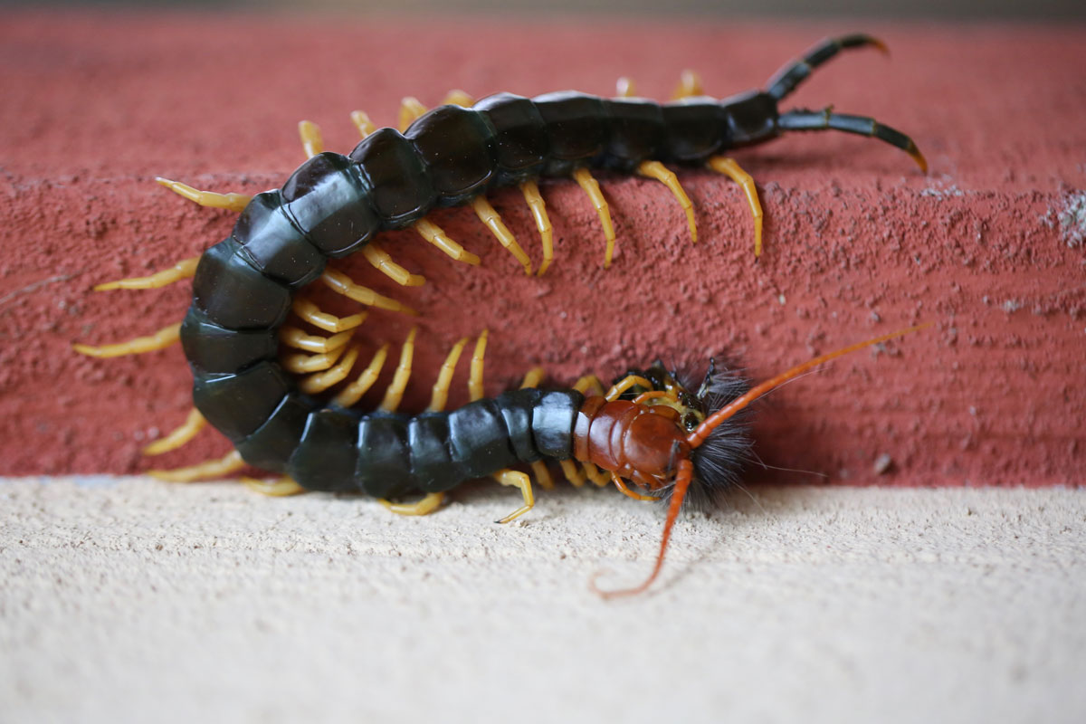 Red Headed Centipede with golden light feet
