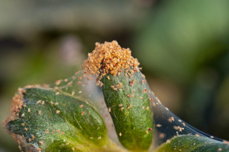 Red spider mite on strawberry plant - Do Bonide Systemic Granules Kill Spider Mites