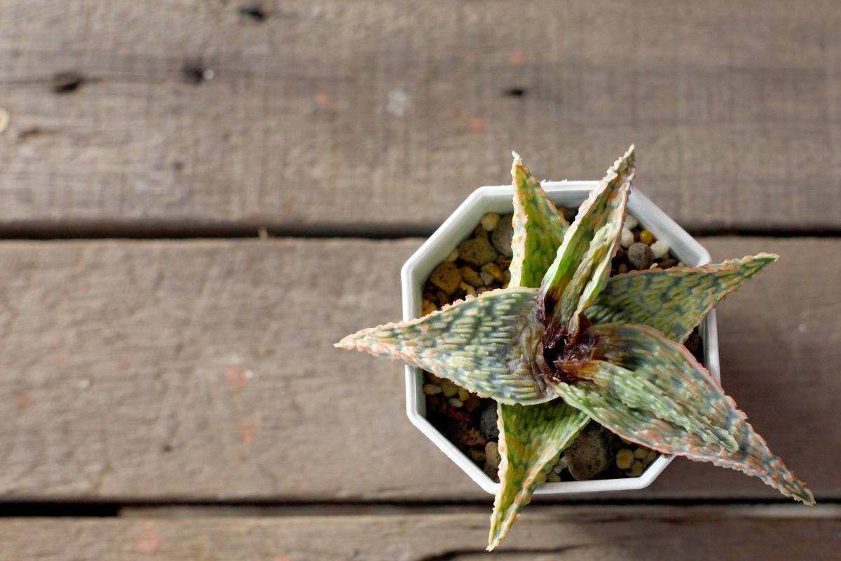 Rot in an aloe plant is caused by a mite that eats up the sap, damaging it from the inside.
