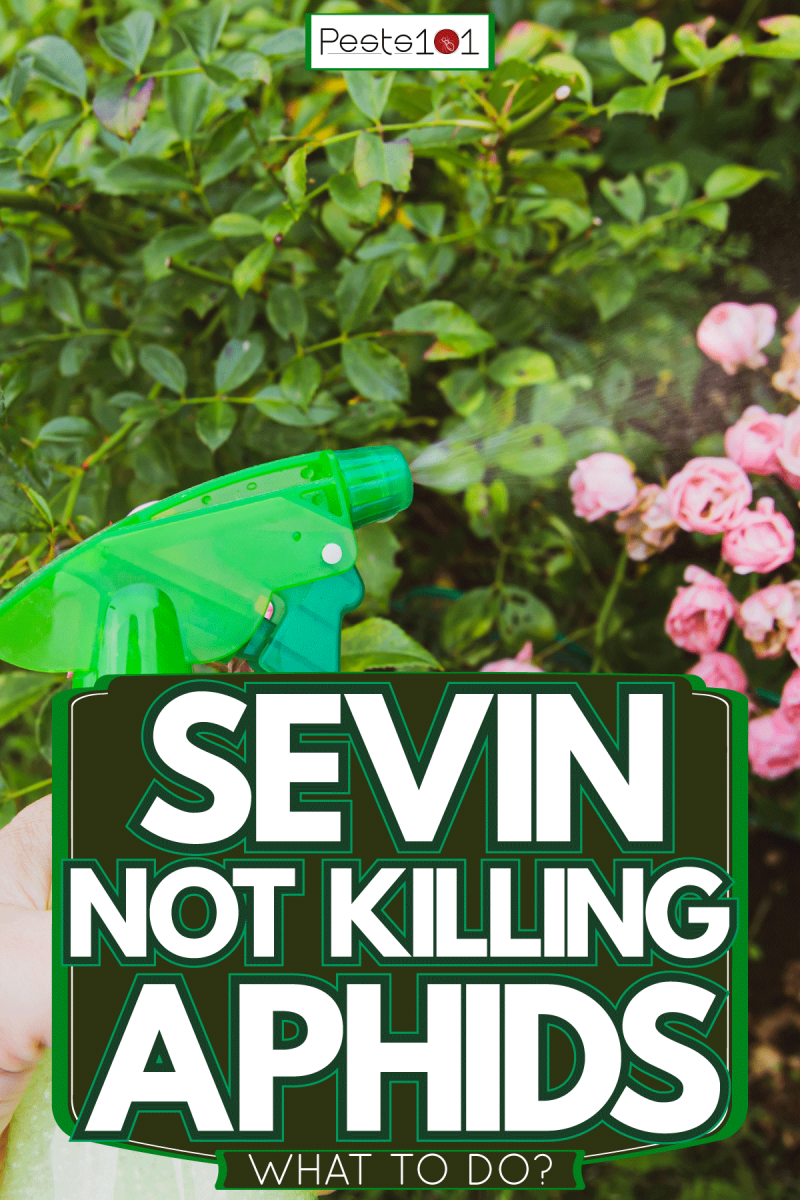 Spraying flowers with Sevin pesticide, Sevin Not Killing Aphids - What To Do?