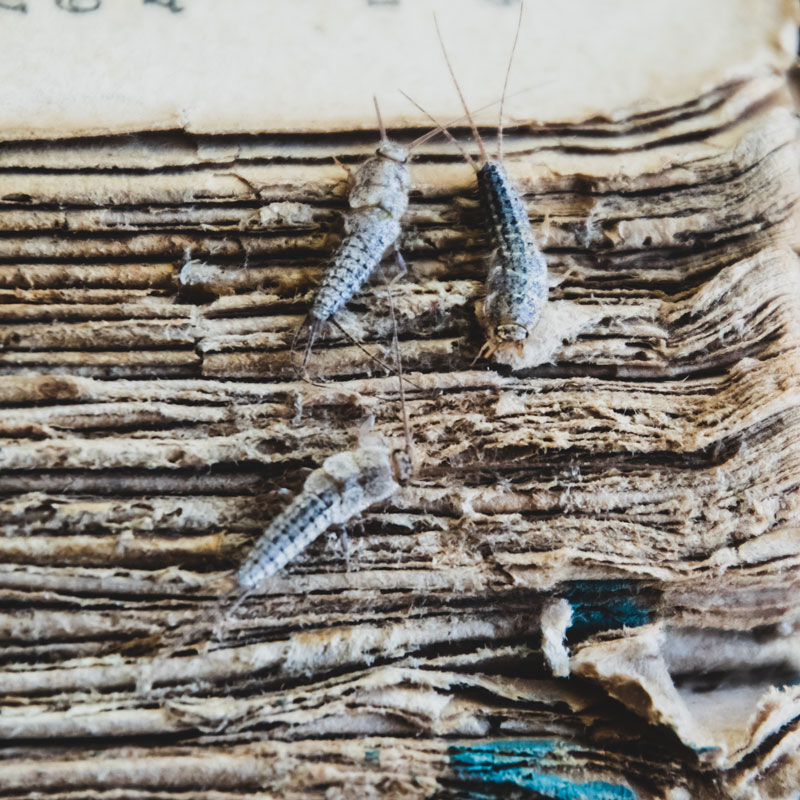 Silverfish eating book pages