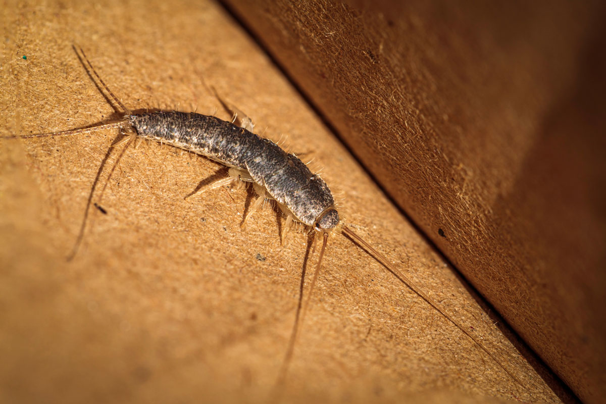 Silverfish in a cardboard box at Hughes, ACT on a spring afternoon