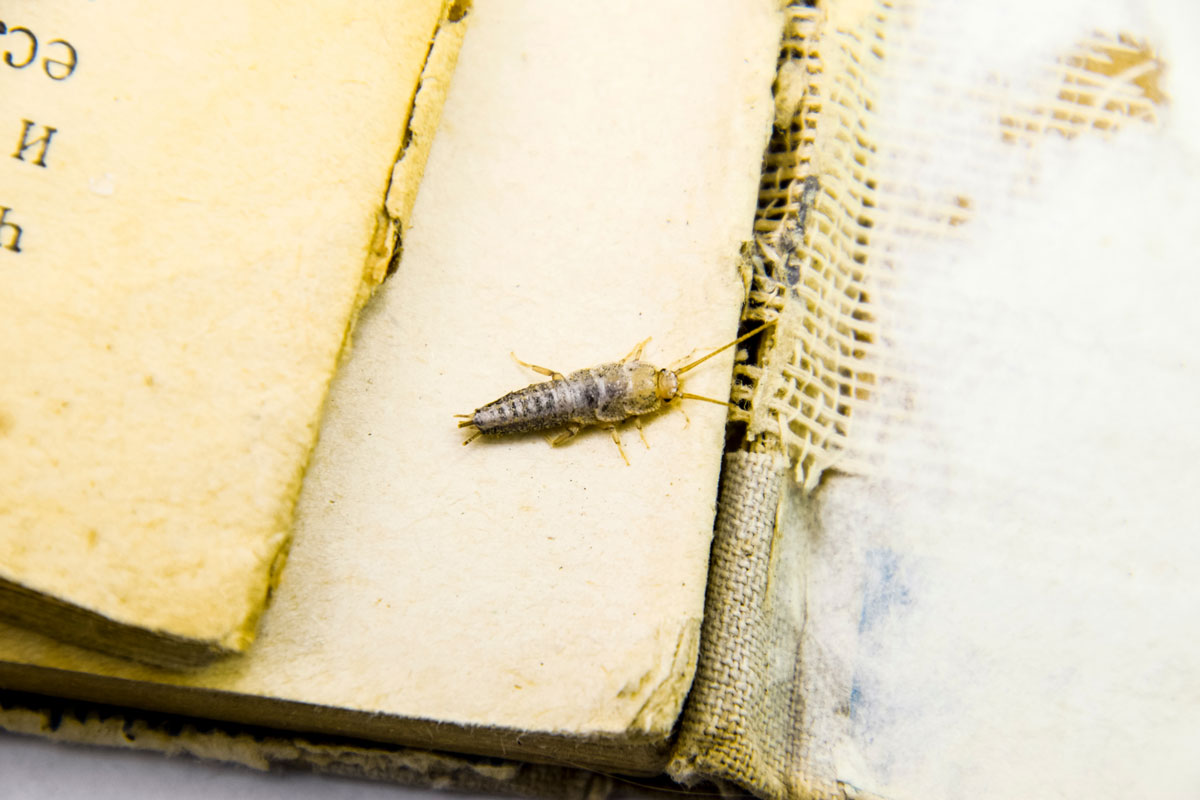 Silverfish lying in between the book pages