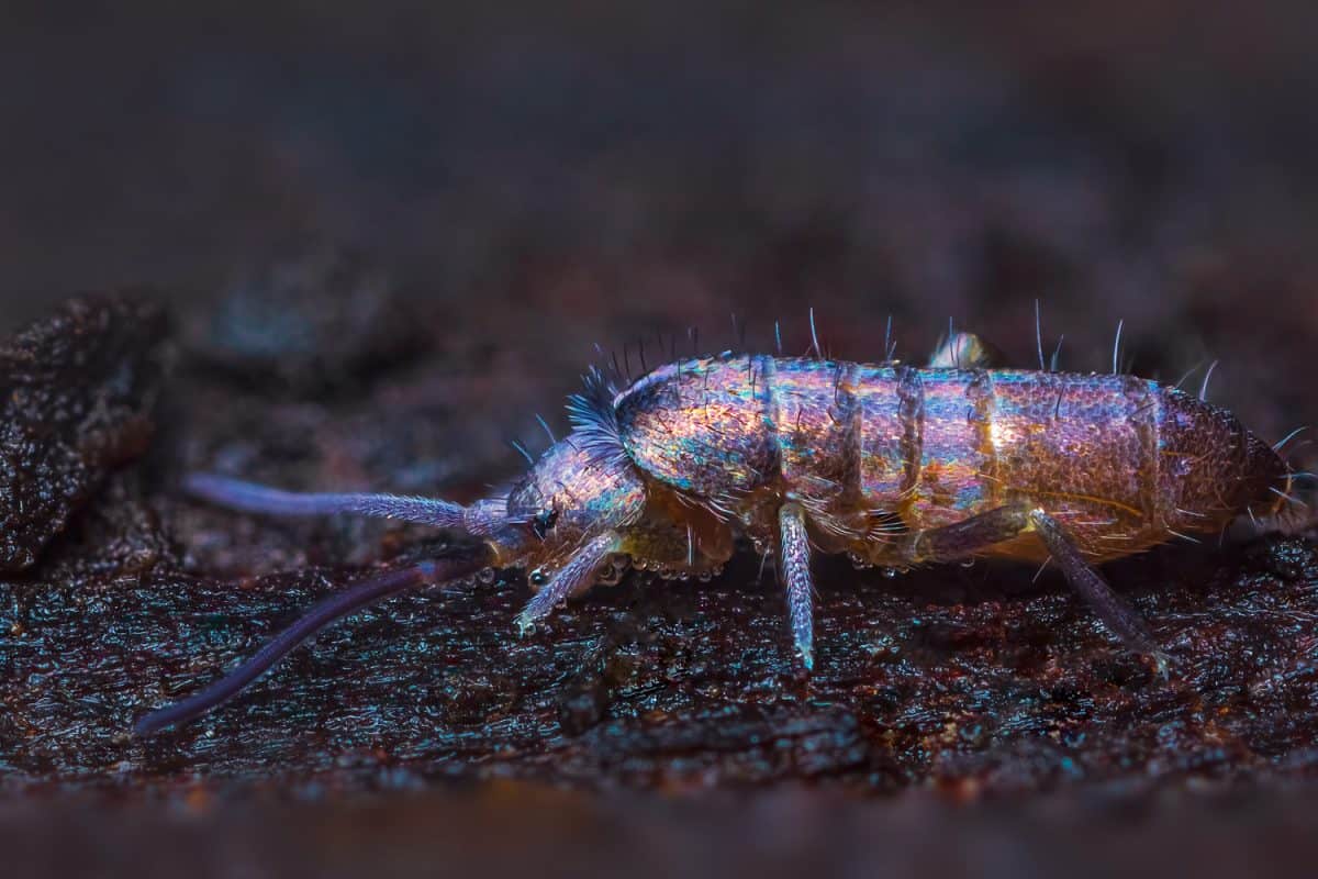 Slender springtail from Genus Tomocerus on wood, close up focus stacked macro photo. Insect