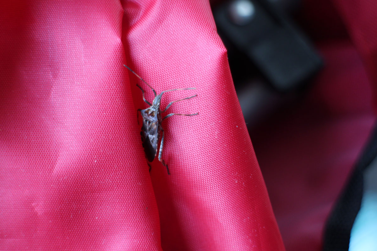 Small stink bug crawling in between pink fabric