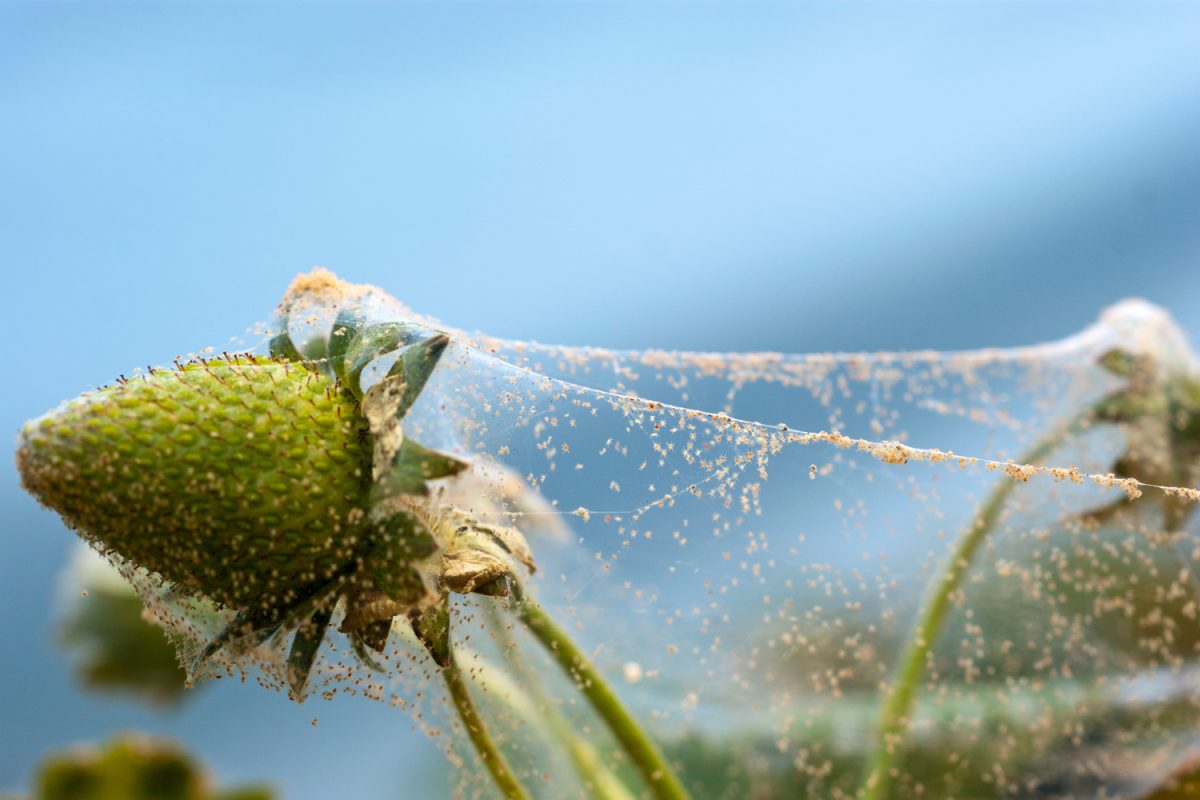 Spider mite on strawberry crop
