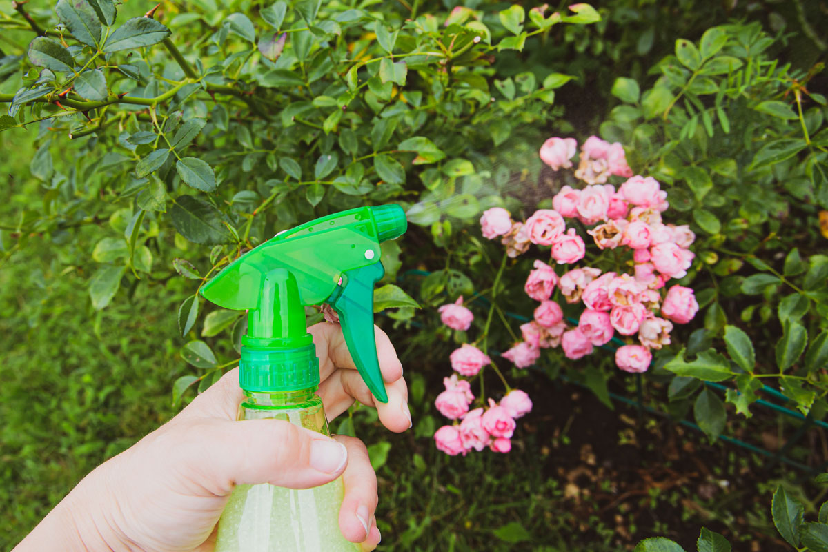 Spraying flowers with Sevin pesticide