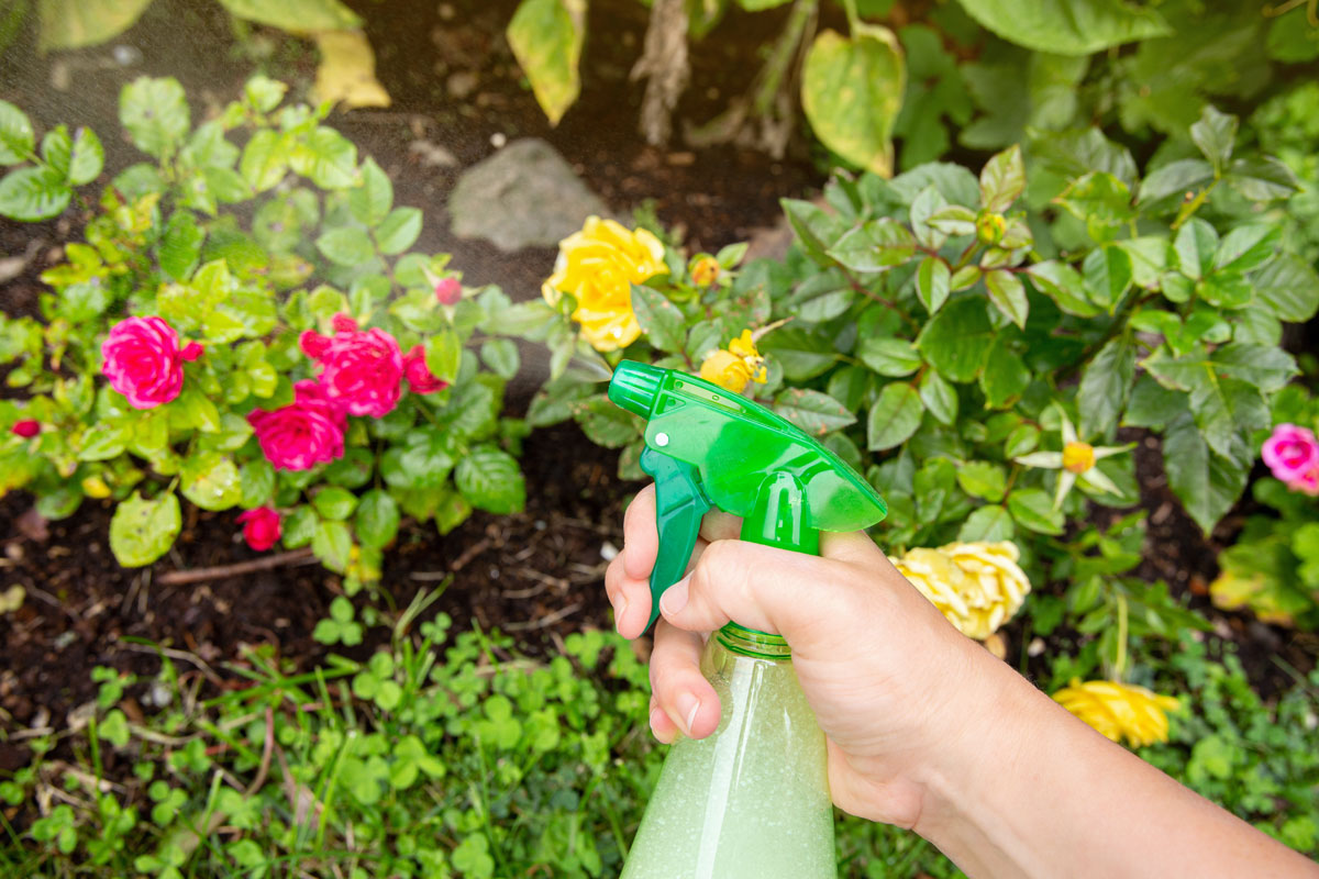 Spraying flowers with pesticide