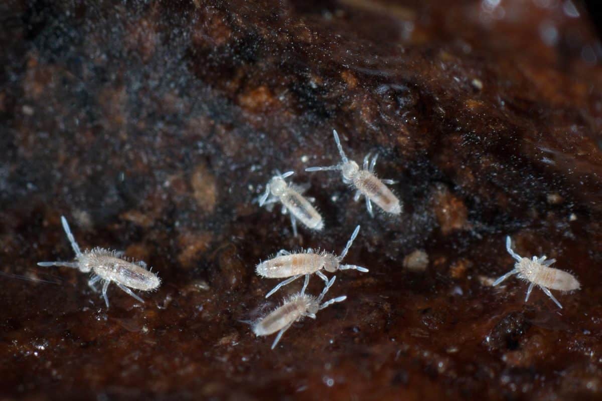 Springtails or collembola on soil