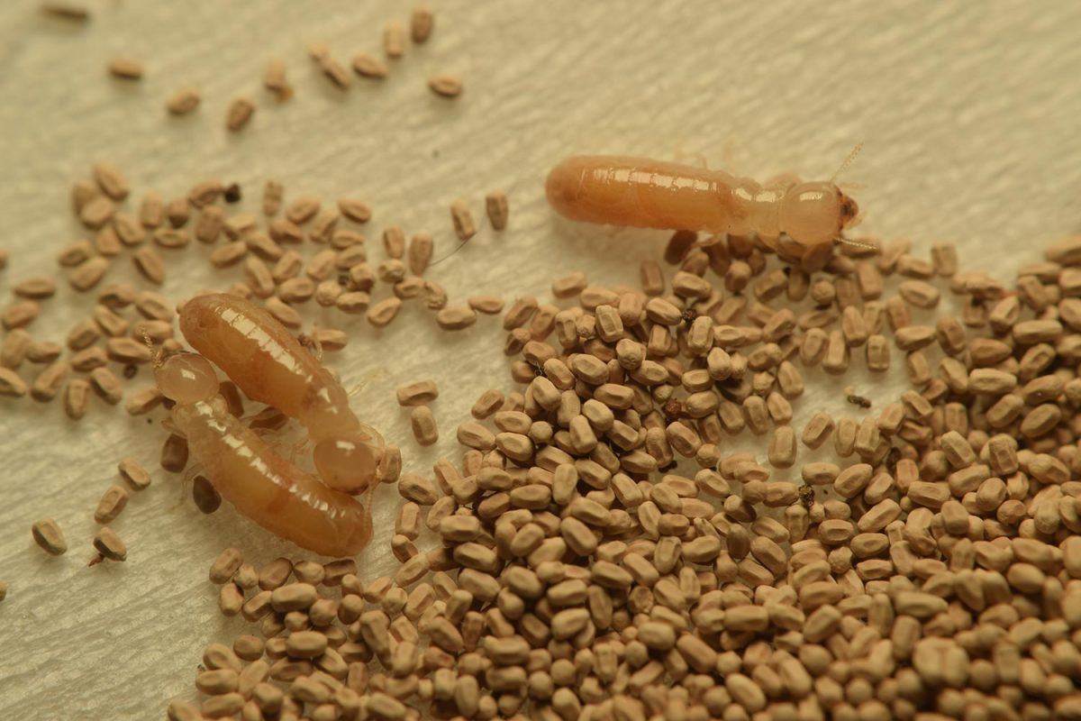 Termite excrement and three termite