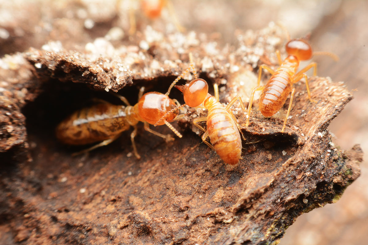 Termites crawling at their nest