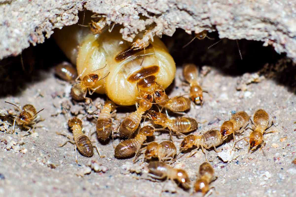 Termites feeding their queen