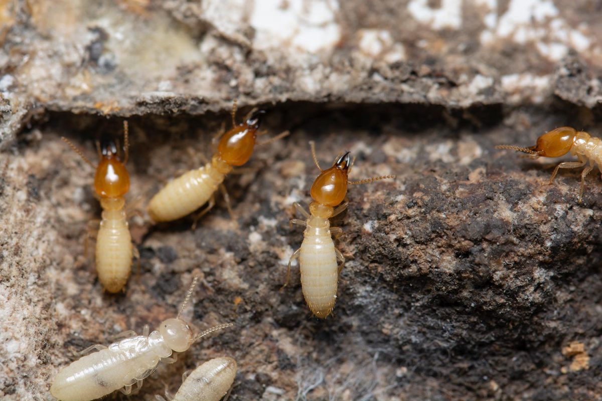 Termites inside the termite bait box