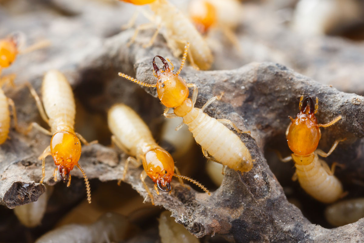 Termites on their nest