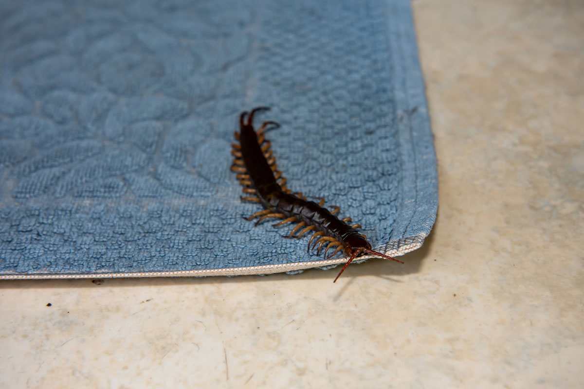 The big black centipede climbing on the foot towel in the house