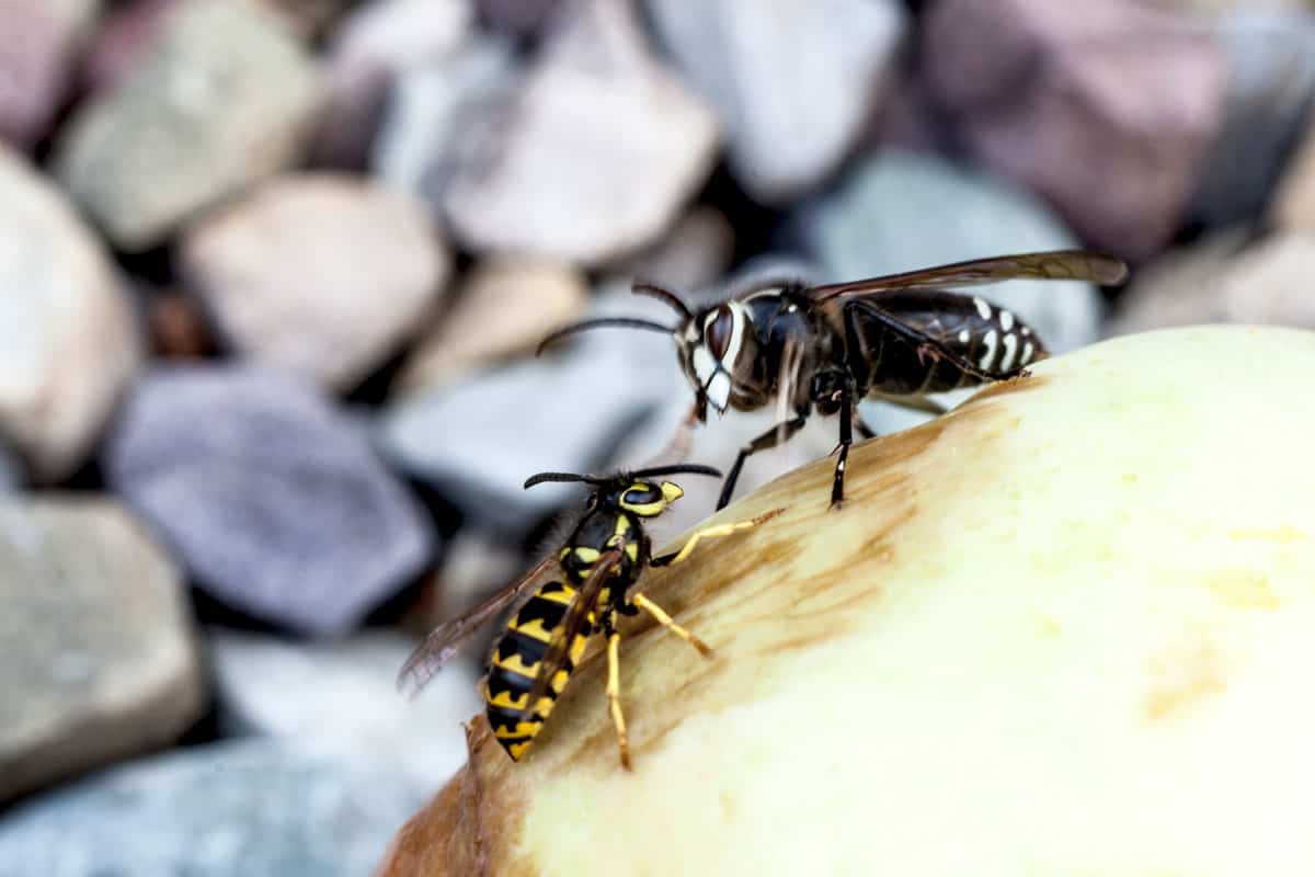 The hornet seems to be winning, as the yellow jacket backs out of his way