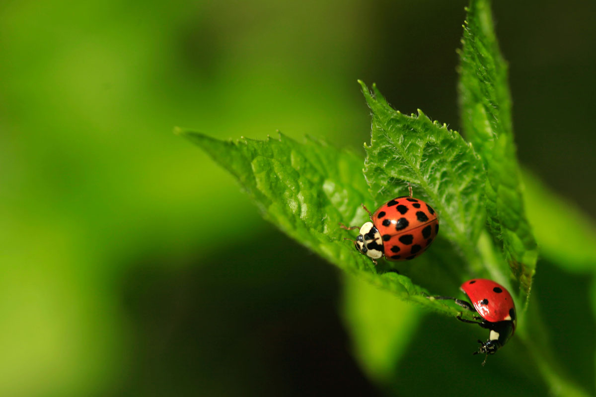 Two ladybugs lying on a leaf