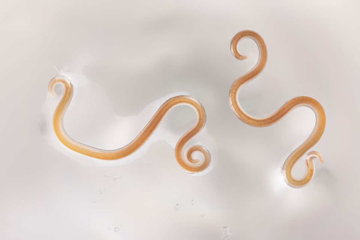 Two nematodes photographed under a microscope