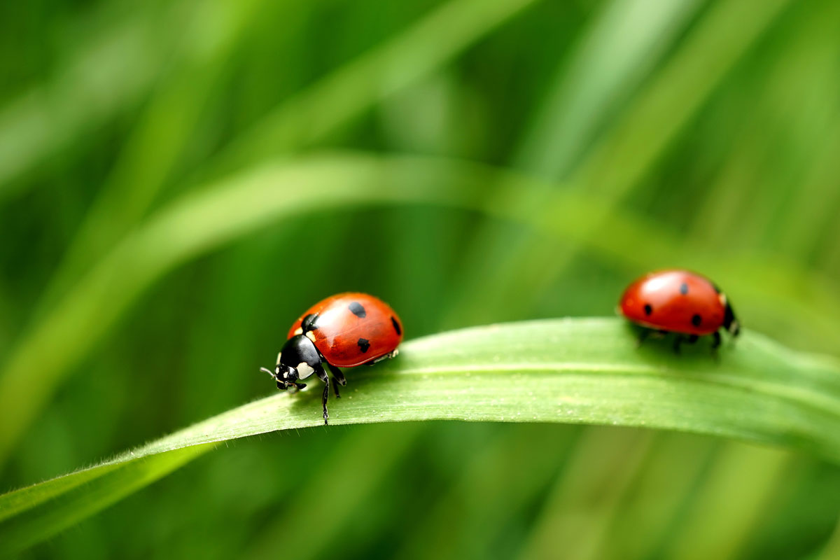 Two seven-spotted ladybugs on a blade of grass
