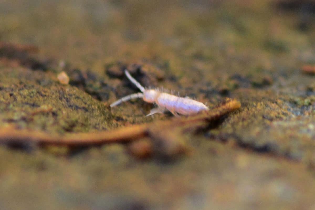 Up close photo of Springtail insect
