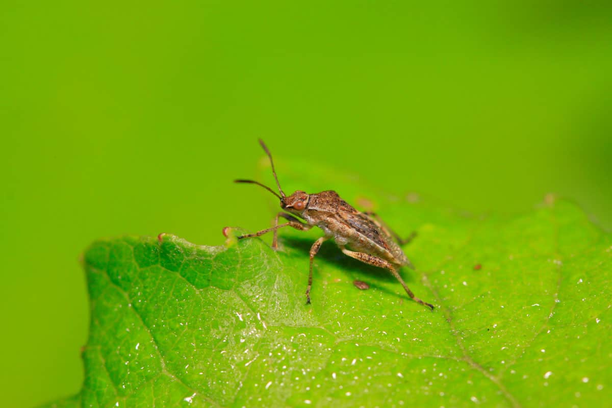 Up close photo of a Springtail insect lying on a leaf
